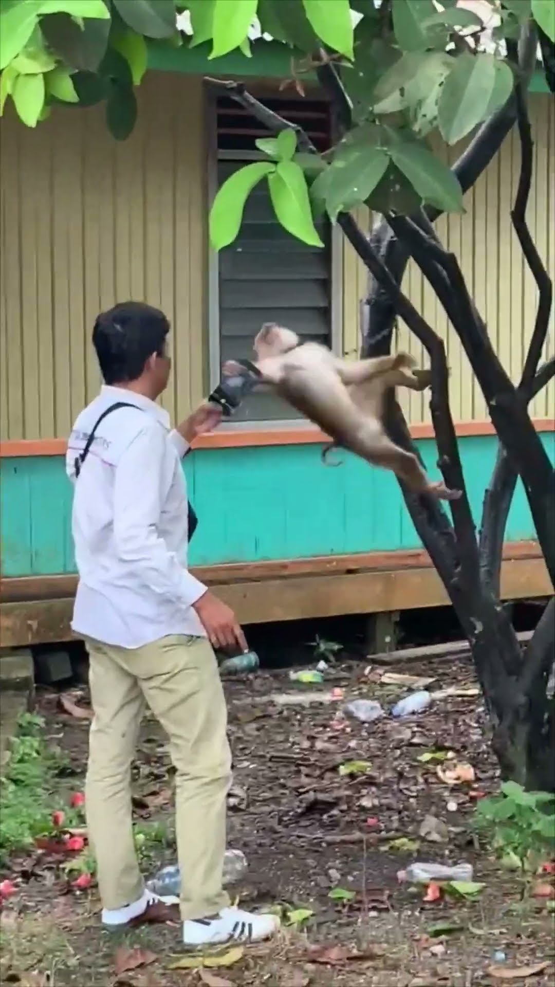 Monkey Snatches Phone While Being Recorded