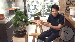 Thanun Patipantada: Juniper Bonsai care (Thai, with English subtitles)