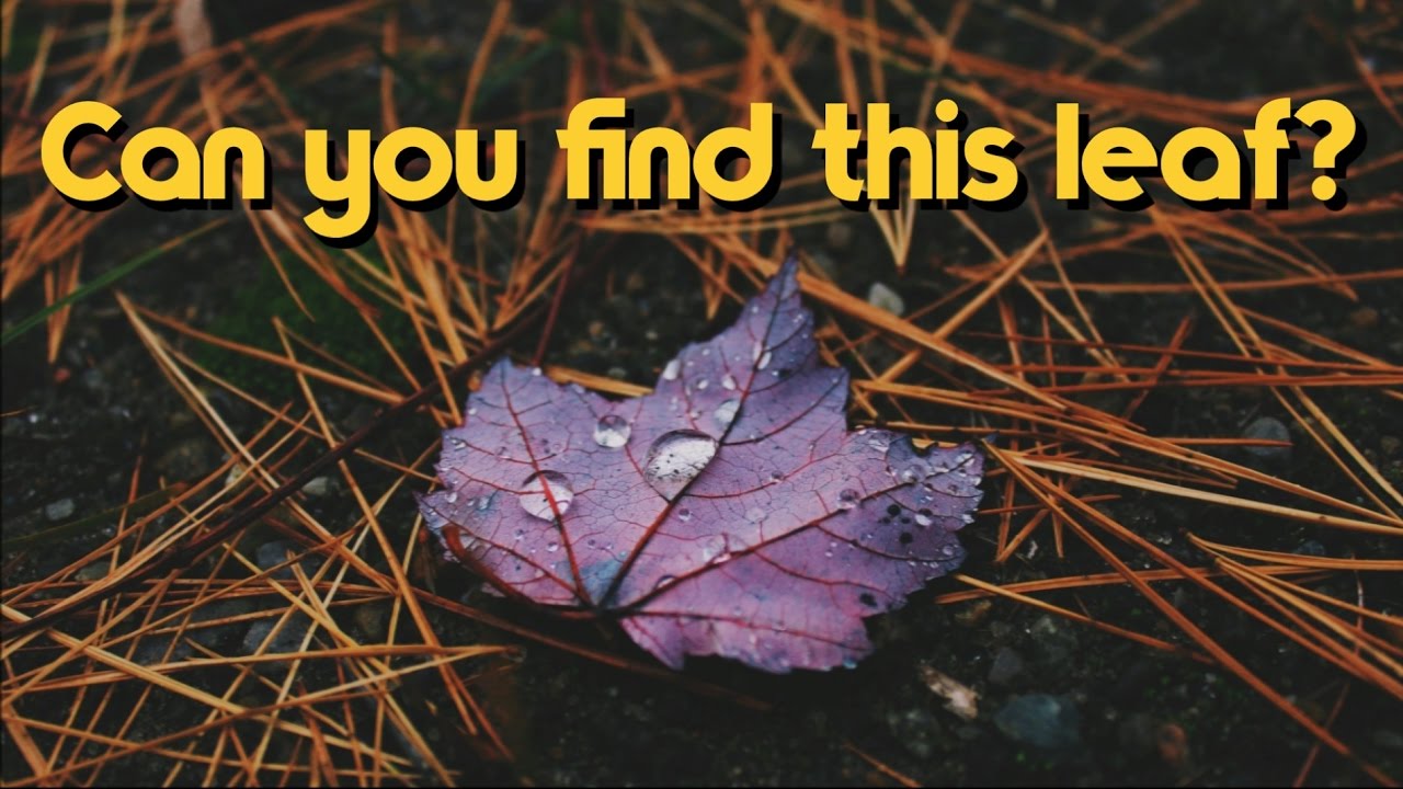 Can You Find This Purple Maple Leaf?