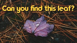 Can You Find This Purple Maple Leaf?