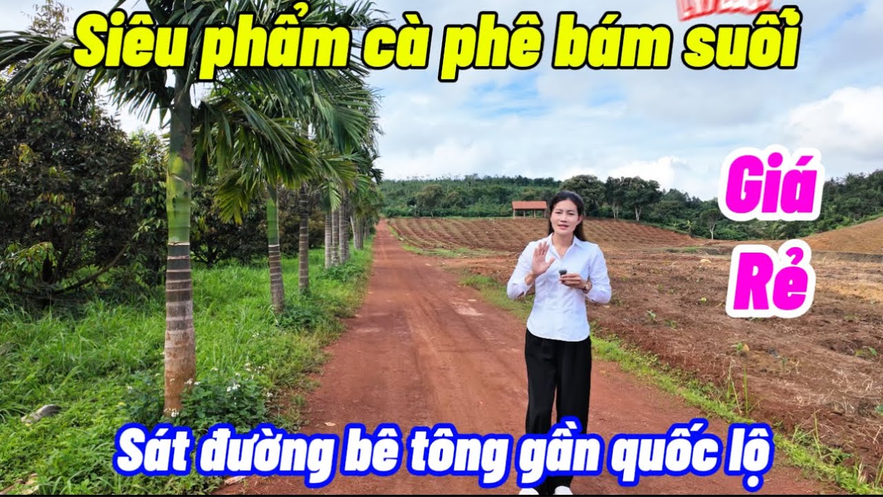Siêu phẩm vườn cà phê bám suối lớn .gần quốc lộ . Gần dân cư . Giá rẻ tại Đắk nông 