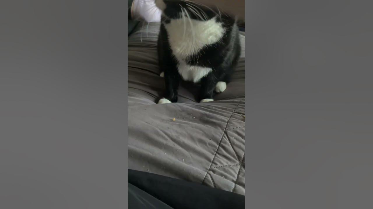 Cat threw up afterwards because it was too beautiful 🥰🥰 cat chippy 