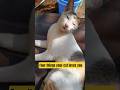 Four things your cat loves you | #catlover #cutecat#cats#petlovers#persiancats #viral#shorts 😻