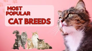 Most popular Cat Breeds:  Why People Love Them 2024