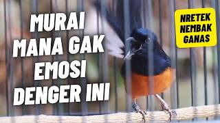 Download lagu MURAI BATU GACOR FULL ISIAN TEMBAKAN KASAR AMPUH MEMANCING MURAI BATU EMOSI BONGKAR ISIAN