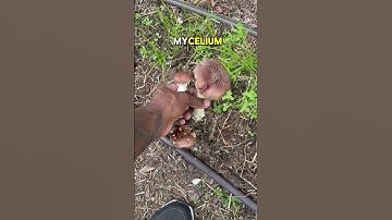 Outdoor Mushroom Growing Made Easy Part 2