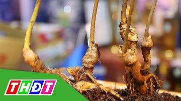 Khai mạc Phiên chợ sâm Ngọc Linh lần đầu tiên tại Kon Tum | THDT