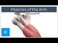 Muscles of the arm  origin insertion  innervation   human anatomy  kenhub