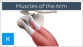 Muscles of the arm  Origin, Insertion & Innervation   Human Anatomy | Kenhub