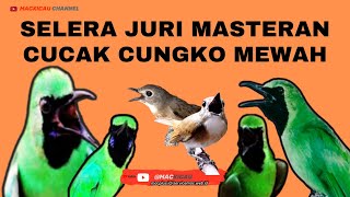 Download Lagu SELERA JURI MASTERAN CUNGKO‼️ FULL ISIAN MEWAH@mackicau MP3 Download Lagu SELERA JURI MASTERAN CUNGKO‼️ FULL ISIAN MEWAH@mackicau MP3