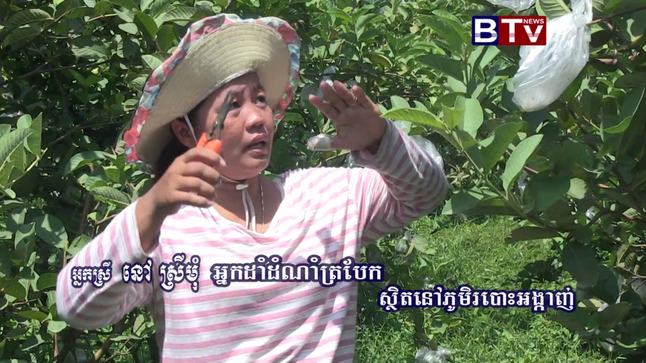 AGRICULTURE PROGRAM_Guava fruit  02