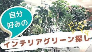 【観葉植物】初心者にもおすすめなおしゃれインテリアグリーン探し（都内最大級のお店）