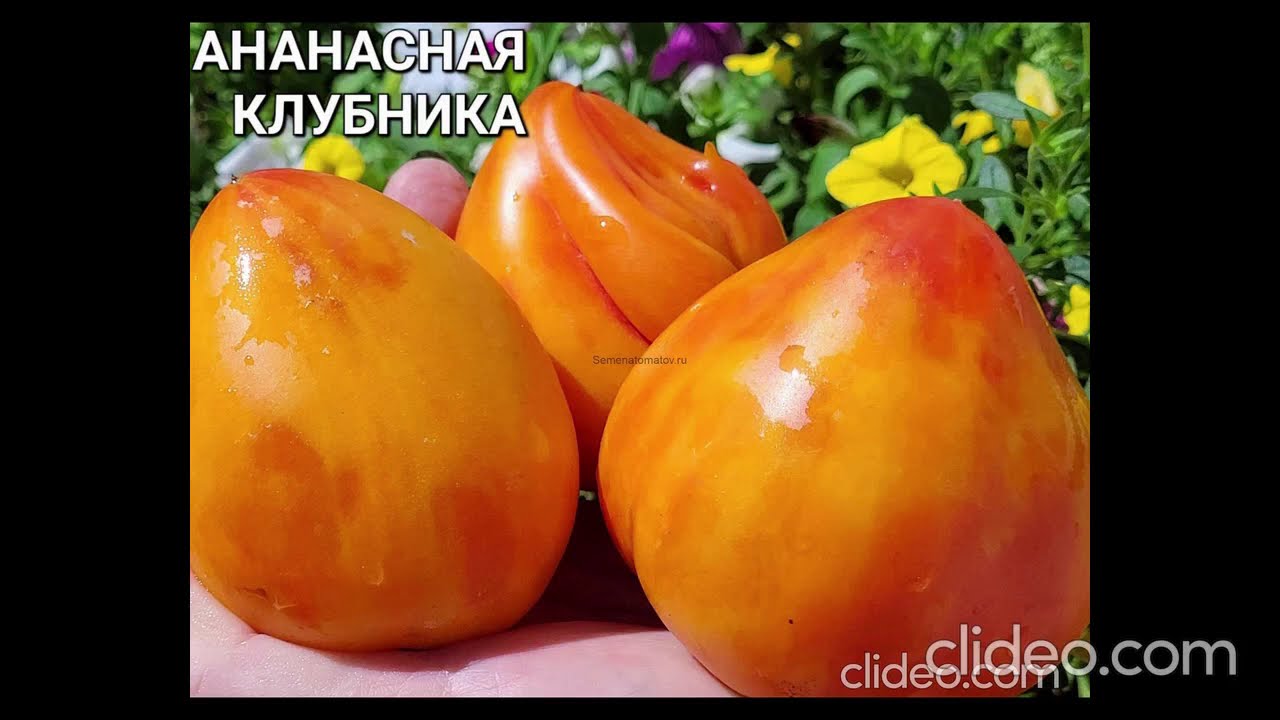 Новинки сортов томатов селекции Софии Сааковой 2025 - 1-я часть