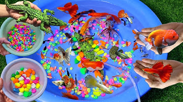 Cá sấu, cá bảy màu, cá ba đuôi, cá bình tích, cá thủy sinh,... trong thau cá cảnh đẹp nhiều màu sắc