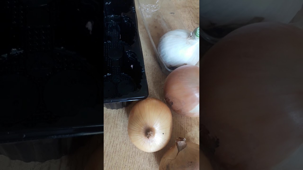 Мастер-класс для детей "Сажаем лук"