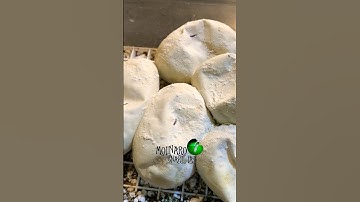 There’s a few ways this can go. #molinarosnakelab #python #diy #royalpython #ballpython #cobra #sawa