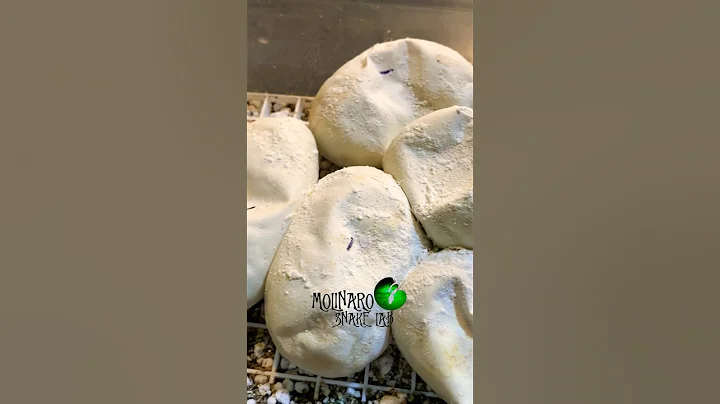 There’s a few ways this can go. #molinarosnakelab #python #diy #royalpython #ballpython #cobra #sawa