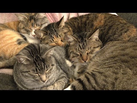 寒い冬はみんなでくっついて寝る猫たち Youtube
