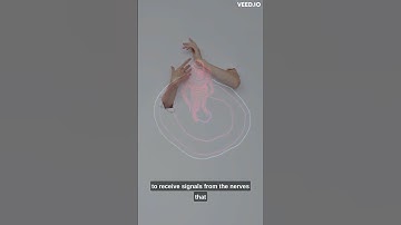 The mystery of the phantom limb sensation #phenomenon #humanbody #brainscience #phantom#shorts