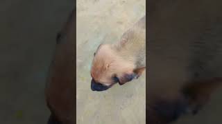 Cute ? Street dog गांव में प्यारा कुत्ते का बच्चा #dog #puppy