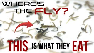 We Let The Trout Decide Picking The Right Fly San Juan River Fly Fishing