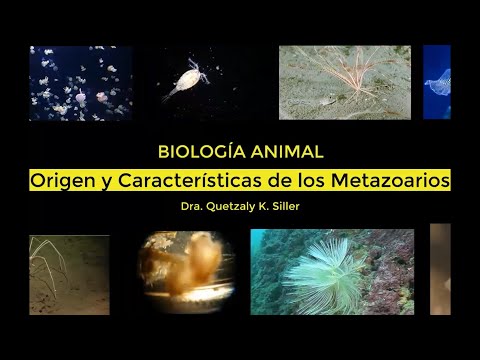 Video: ¿Qué son los metazoos en biología?
