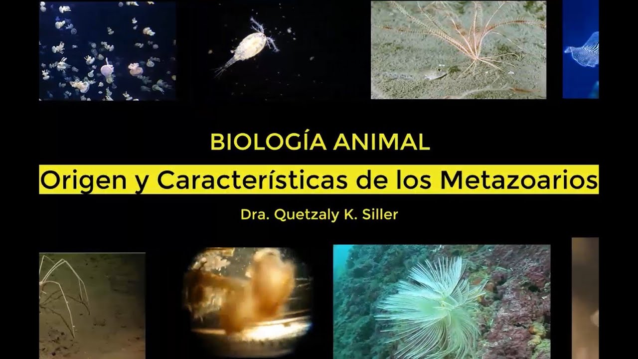 Origen y Caracteristicas de los metazoarios