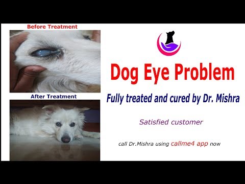 dog-eye-problem-fully-cured-(hindi):-ask-dr-mishra