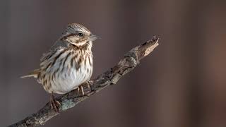 The song of the Song Sparrow - Bird Sounds | 10 Hours