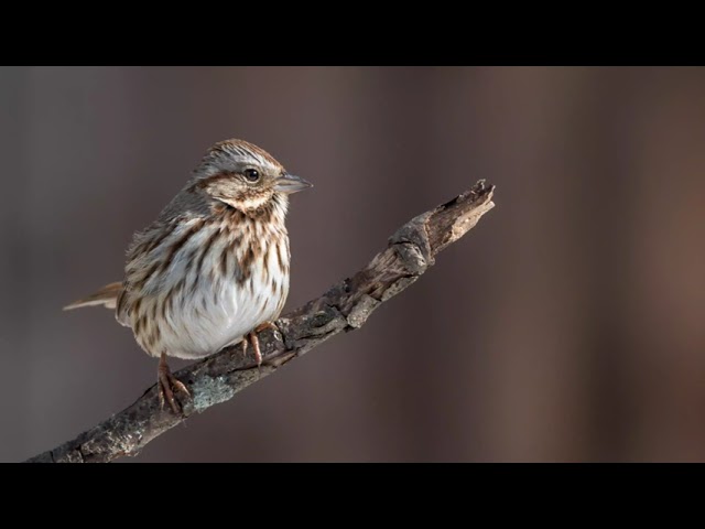 The song of the Song Sparrow - Bird Sounds | 10 Hours class=