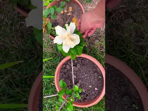 Video: Cuidado del hibisco trenzado - Cómo formar un árbol trenzado de hibisco