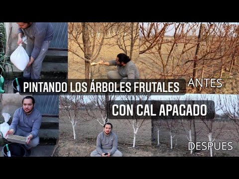 PINTANDO LOS ÁRBOLES FRUTALES CON CAL APAGADO/OXIDO DE CÁLCIO Y ARGILA/  TIERRA AMARILLA - YouTube