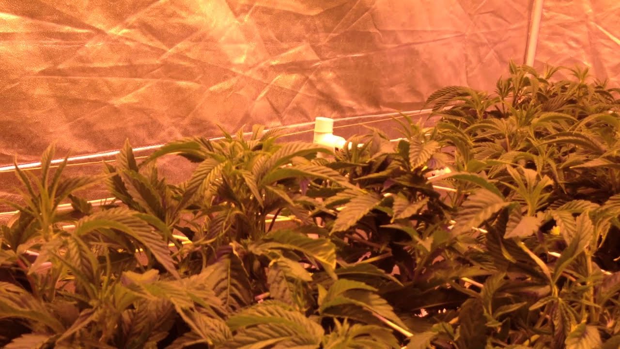 Legal Medical Marijuana Grow - Girl Scout Cookie Thin MInt Pheno Bubble Bucket Scrog