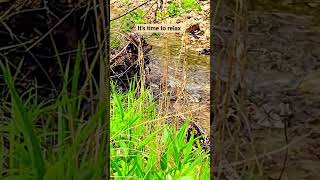 Did this video help you relax? #nature #relax #time #shorts