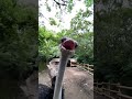 ダチョウに食べられる瞬間#shorts