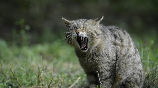 The Largest Bobcat Ever Recorded – You Won’t Believe Its Size!