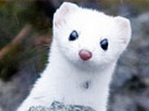 イイズナ Least Weasel 雪国で白くて小いさい イイズナ に遭遇 Youtube