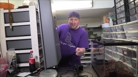 Tub Vs Tank - what is better for YOUR snake??