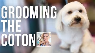 Coton de Tulear Full Groom (for Mr Blue)