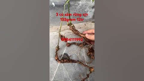 3 củ = 135g Sâm chuẩn rừng vừa xuống núi #sâm_lai_châu_rừng #sâm_lai_châu_rừng
