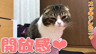 おトイレで開放感を味わった猫【スコティッシュフォールド】【Scottish Fold】