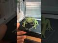 Green tree frog 3d printed model