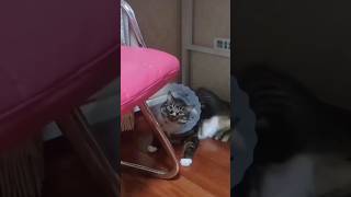 Funny Cats 😺 Episode 53 #Shorts