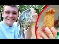 BLACK CRAPPIE CATCH CLEAN COOK!