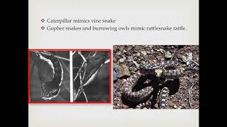 AFF, Behavior 2 of 3