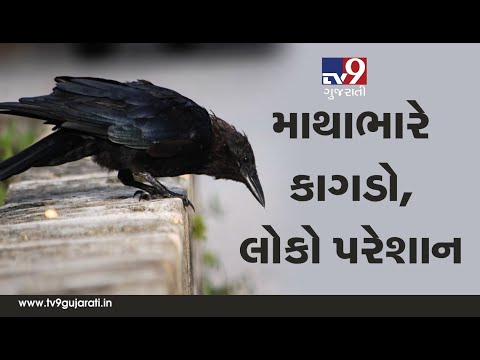 Crow becomes headache for commuters in Amreli, crow's mischief captured on camera| Tv9GuajratiNews