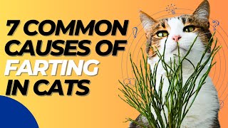 7 Common Causes Of Flatulence In Cats