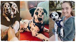 Day in the Life of our Dalmatian Puppy πΆ Maui the Dalmatian