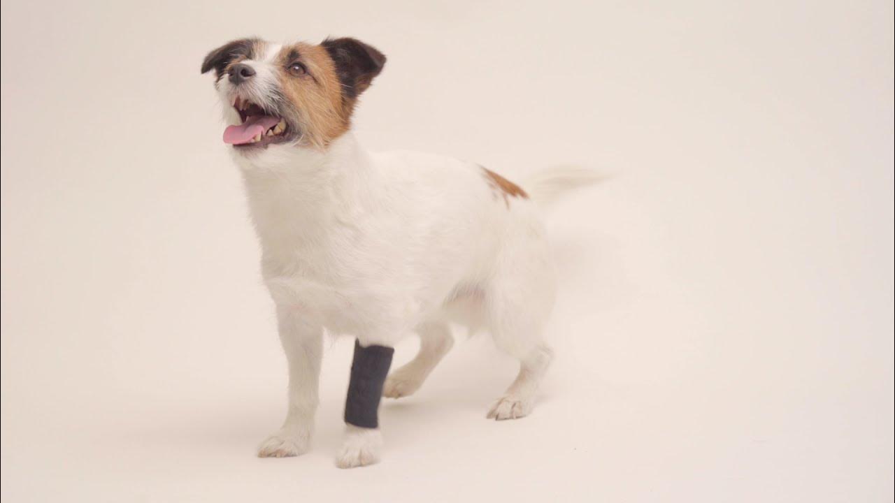 Carpal Brace for Dogs Tailwind Orthopedics YouTube