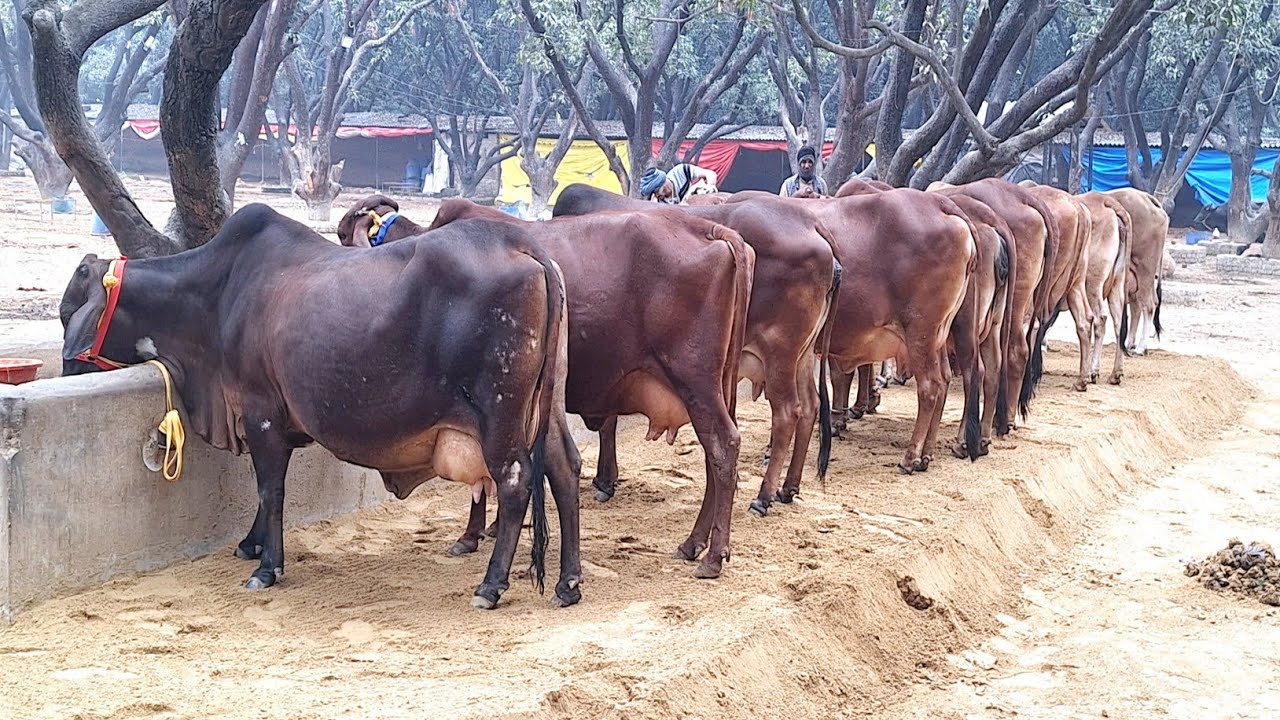 🌳👌 देंखें  लखनऊ में टाॅप साहीवाल व क्रास ब्रीड गाय उपलब्ध || kalu bhai dairy farm | sahiwal | cow